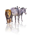 Zebras and lion isolated on the white background. It reflects their image. They are african animals