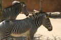 Zebras - Los Angeles Zoo