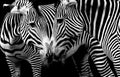Zebras in love in black and white
