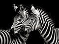 Zebras in love in black and white Royalty Free Stock Photo