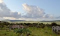 Zebras in maasaimara Royalty Free Stock Photo