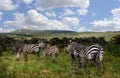 Zebras in Maasaimara Royalty Free Stock Photo