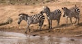 Zebras at Mara River