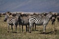 Zebras, Masai Mara Royalty Free Stock Photo