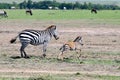 Zebras of Masai Mara 7