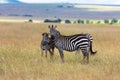 Zebras at the masai mara national park