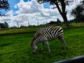 Zebras in the meadow Royalty Free Stock Photo