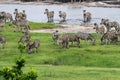 Zebras' migration Royalty Free Stock Photo