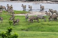 Zebras' migration