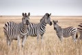 Zebras migration - Makgadikgadi Pans National Park - Botswana Royalty Free Stock Photo