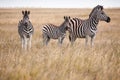 Zebras migration - Makgadikgadi Pans National Park - Botswana Royalty Free Stock Photo