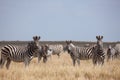 Zebras migration - Makgadikgadi Pans National Park - Botswana Royalty Free Stock Photo