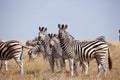 Zebras migration - Makgadikgadi Pans National Park - Botswana Royalty Free Stock Photo