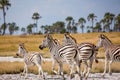 Zebras migration - Makgadikgadi Pans National Park - Botswana Royalty Free Stock Photo
