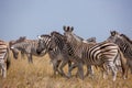 Zebras migration - Makgadikgadi Pans National Park - Botswana Royalty Free Stock Photo