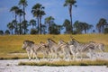 Zebras migration in Makgadikgadi Pans National Park - Botswana Royalty Free Stock Photo