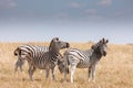 Zebras migration - Makgadikgadi Pans National Park - Botswana