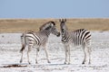 Zebras migration - Makgadikgadi Pans National Park - Botswana Royalty Free Stock Photo