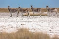 Zebras migration - Makgadikgadi Pans National Park - Botswana Royalty Free Stock Photo