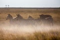 Zebras migration - Makgadikgadi Pans National Park - Botswana Royalty Free Stock Photo