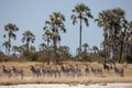 Zebras migration - Makgadikgadi Pans National Park - Botswana Royalty Free Stock Photo