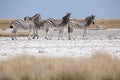 Zebras migration - Makgadikgadi Pans National Park - Botswana Royalty Free Stock Photo