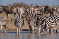 Zebras migration - Makgadikgadi Pans National Park - Botswana Royalty Free Stock Photo