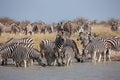 Zebras migration - Makgadikgadi Pans National Park - Botswana Royalty Free Stock Photo