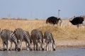 Zebras migration - Makgadikgadi Pans National Park - Botswana Royalty Free Stock Photo