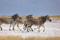 Zebras migration in Makgadikgadi Pans National Park