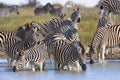 Zebras migration in Makgadikgadi Pans National Park