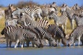 Zebras migration in Makgadikgadi Pans National Park