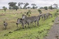 Zebras at Mikumi National Park in Tanzania.