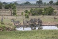 Zebras at Mikumi National Park in Tanzania.