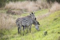 Zebras at Mikumi National Park in Tanzania.