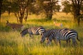 Zebras in misty evening african light