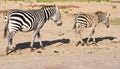 Zebras, mother and foal, passing by