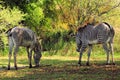 Zebras, mother & son, eating