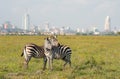 Zebras in Nairobi national park Royalty Free Stock Photo