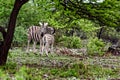 Zebras, Namibia, Africa