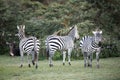 Zebras near Naivasha lake Royalty Free Stock Photo