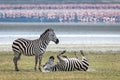 Zebras in Ngorongoro Crater with Flamingos in Background Royalty Free Stock Photo