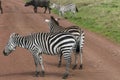 Zebras, Ngorongoro Crater, Tanzania