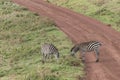 Zebras, Ngorongoro Crater, Tanzania