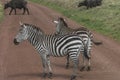 Zebras, Ngorongoro Crater, Tanzania