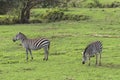 Zebras, Ngorongoro Crater, Tanzania Royalty Free Stock Photo
