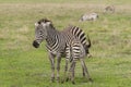 Zebras, Ngorongoro Crater, Tanzania