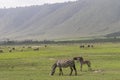 Zebras, Ngorongoro Crater, Tanzania