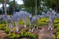 Zebras in Nong nooch park, Thailand