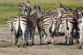 Zebras Royalty Free Stock Photo